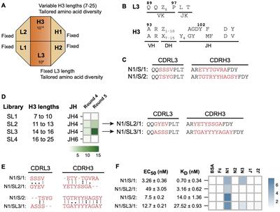 Generation of synthetic antibody fragments with optimal complementarity determining region lengths for Notch-1 recognition